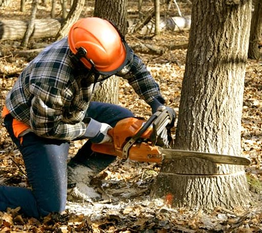 Tree Removal in Bloomsbury, NJ